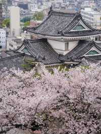 💕🌸 와카야마 성💕🌸