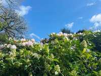 Springtime in Birmingham: From The Vale to Winterbourne Gardens