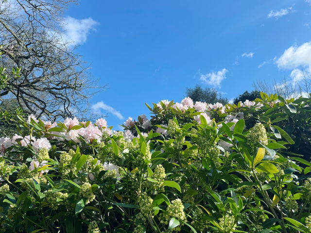 Springtime in Birmingham: From The Vale to Winterbourne Gardens