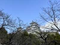 Cherry blossoms at the largest and most visited castle in Japan