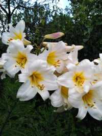 Flowers of Val Pellice (Turin)
