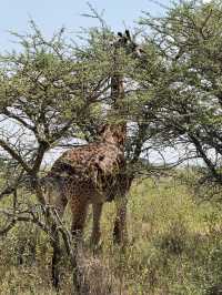 Nairobi National Park – Wildlife on the City’s Edge 🦏