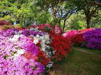 Whispers of Spring: A Stroll Through Isabella Plantation