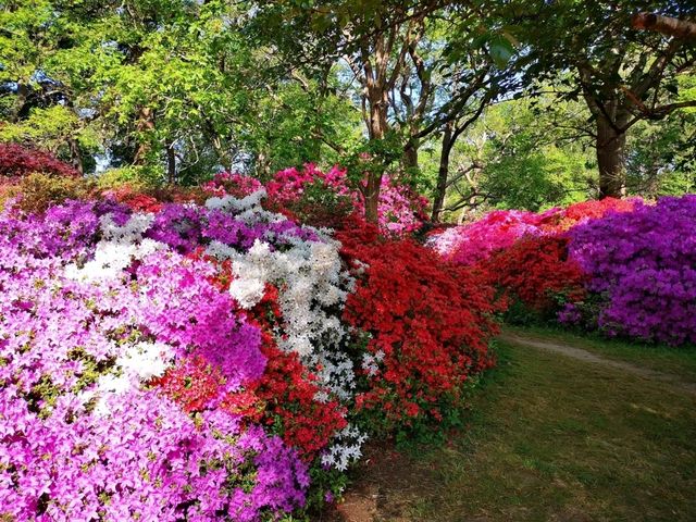 Whispers of Spring: A Stroll Through Isabella Plantation