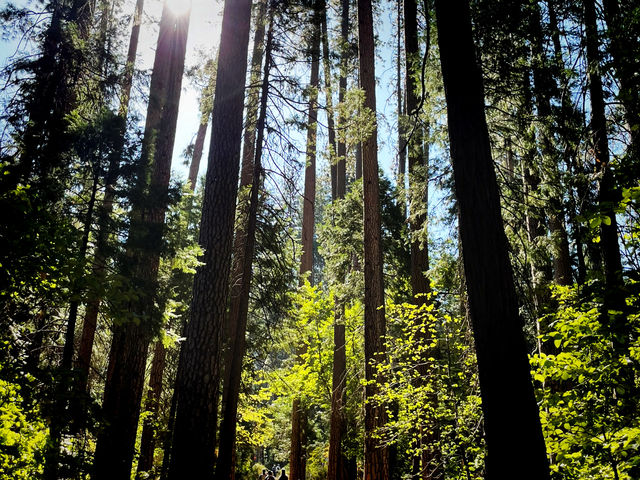 🥾 Top Hiking Trails in Yosemite National Park 🌄