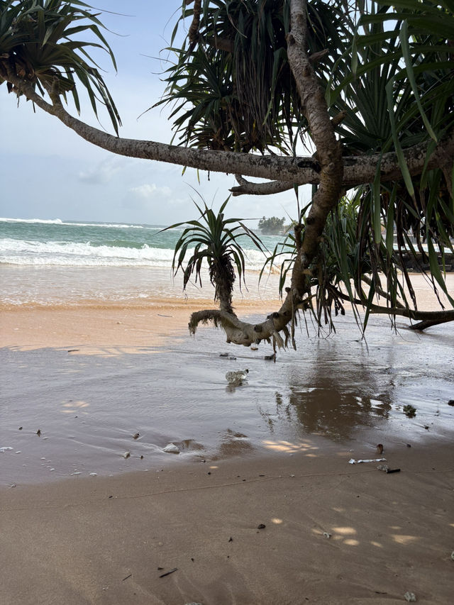 Turtle beach, Hikkaduwa Sri Lanka