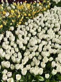 ๐ธ Tulips and Tranquility