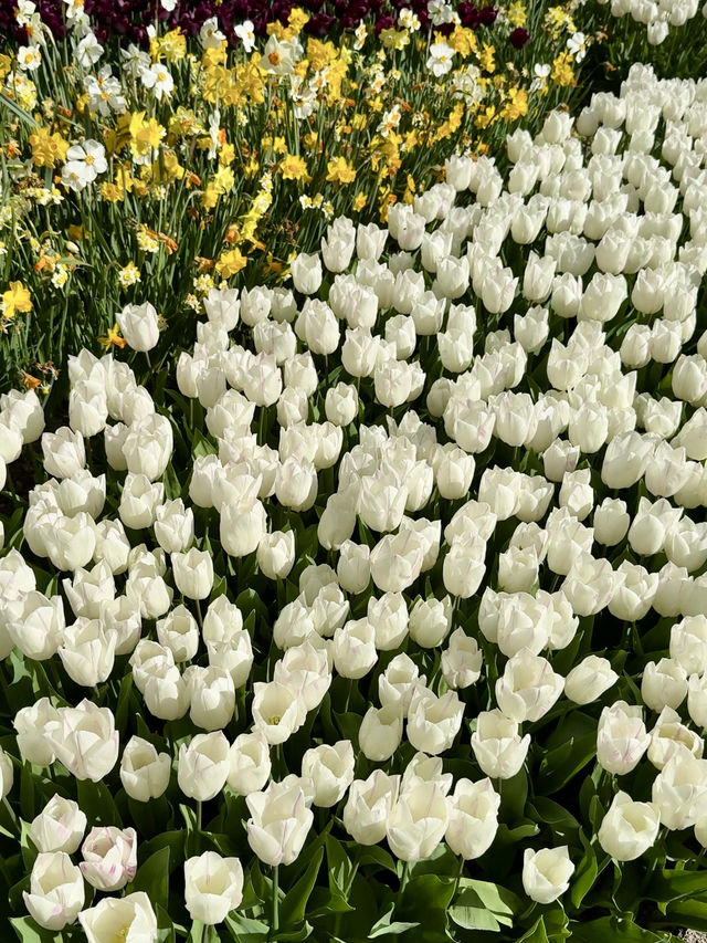 ๐ธ Tulips and Tranquility ๐ธ Tulips and Tranquility