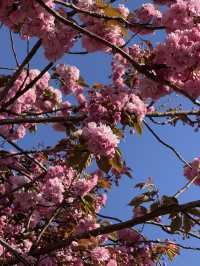  Cambridge in spring = pure magic 🌷☀️ – here’s why you should visit now