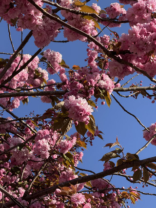  Cambridge in spring = pure magic 🌷☀️ – here’s why you should visit now