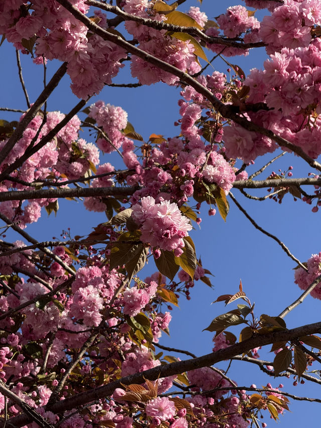  Cambridge in spring = pure magic 🌷☀️ – here’s why you should visit now