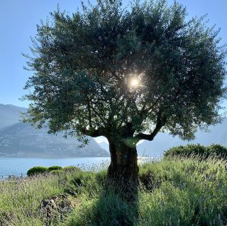 เที่ยวสวิตเซอร์แลนด์แบบไม่ง้อรถ: จากมิลานสู่ทิชิโน (Ticino) ใน 3 วัน