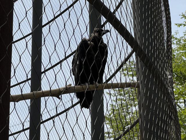 타조와 아이컨택이 인상적이었던 곳, 연화동물원(煙合動物園)