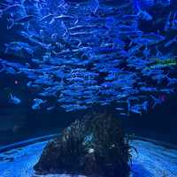 !!! GO TO GUANGZHOU AQUARIUM !!!