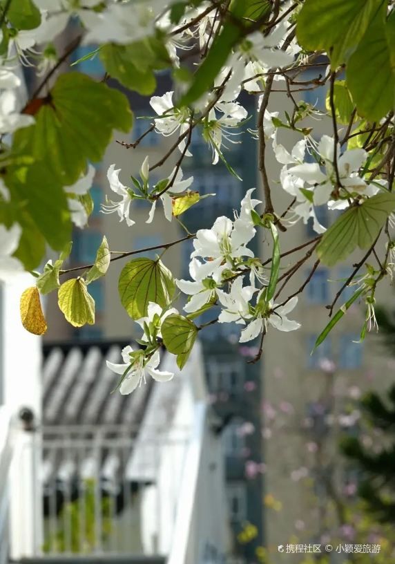 Lychee Park Flower Viewing | Unique White Flowers Show the Beauty
