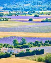 Australian Lavender 🌟 Please bookmark the South France Lavender Guide.
