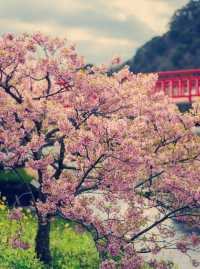 Japan's cherry blossoms are in full bloom, won't you come?