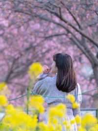 Shizuoka Kawazu Cherry Blossom Viewing 🌸