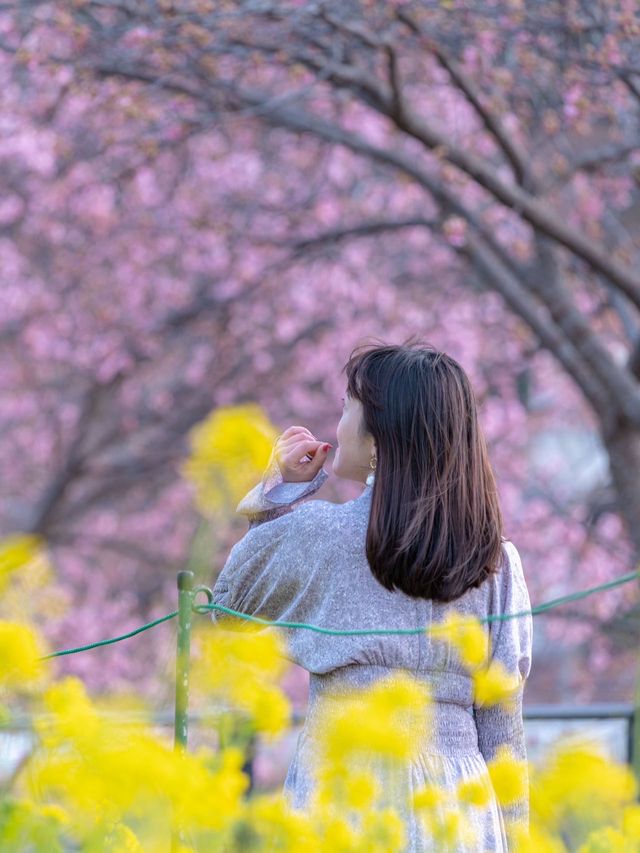 Shizuoka Kawazu Cherry Blossom Viewing 🌸