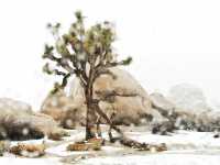 The strange rocks are the main characters, the weird trees are just embellishments, and the Joshua Tree National Park is covered in heavy snow.