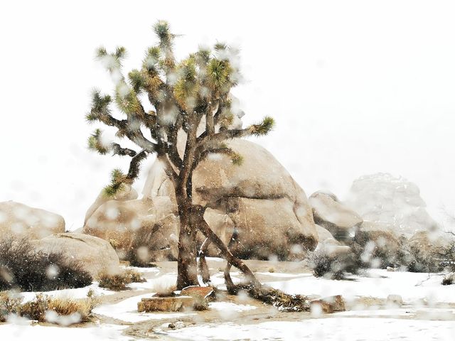 The strange rocks are the main characters, the weird trees are just embellishments, and the Joshua Tree National Park is covered in heavy snow.