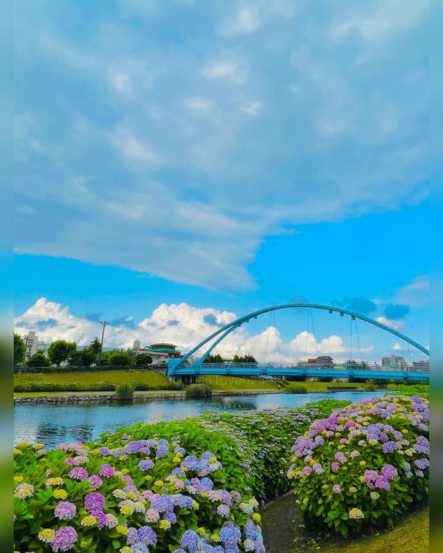 Embracing the Beauty of Summer: Exploring the Magnificent Hydrangeas in Japan