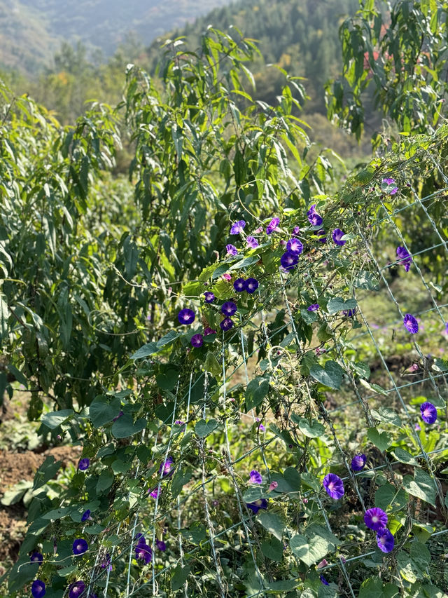徒步彩石捎近村賞紅葉 徒步彩石捎近村賞紅葉