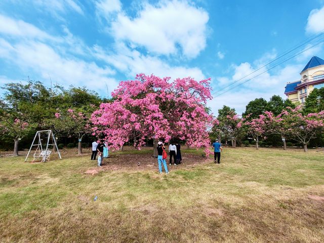 百萬葵園的秋櫻節