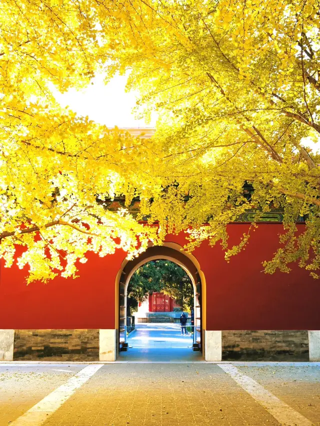 Only 3 yuan? The aesthetic value of Beijing's three major Ginkgo avenues has reached its peak