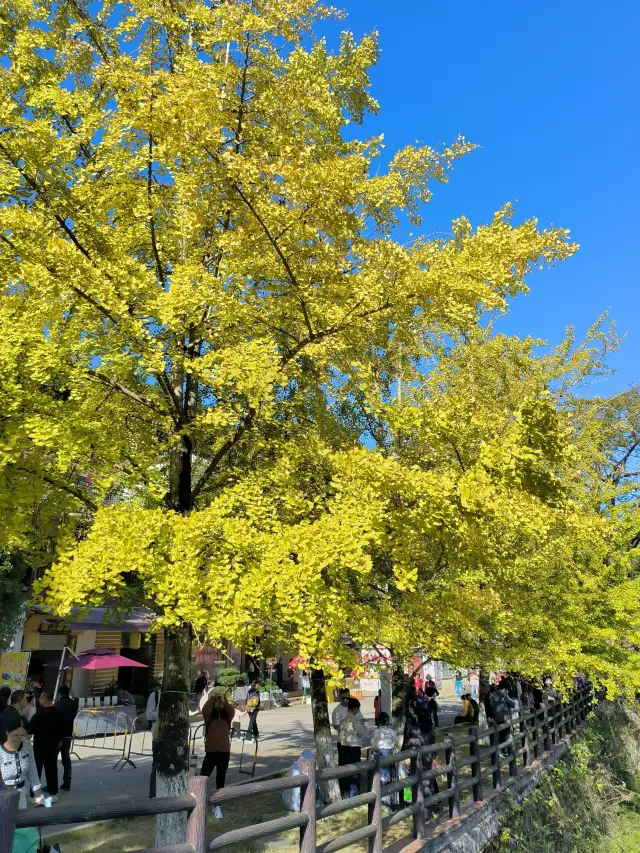 The ginkgo trees in Maozi Peak, Nanxiong have turned yellow