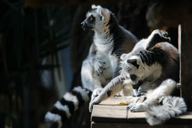 南京赤山森林動物園、秋の色彩が鮮やかです