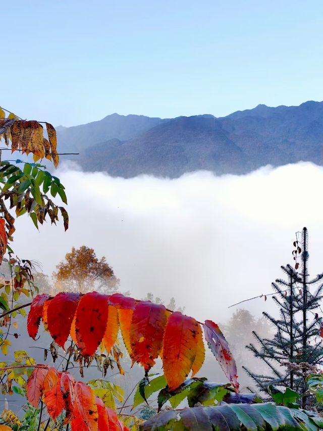 雲煙過眼秋還在撿葉一笑卻道天涼民宿還暖