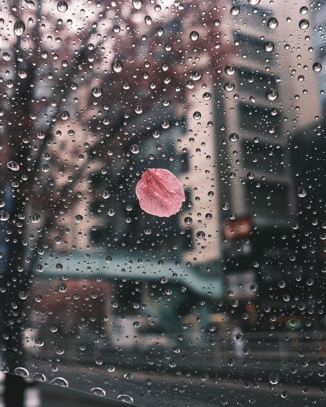 渋谷 雨中の桜華