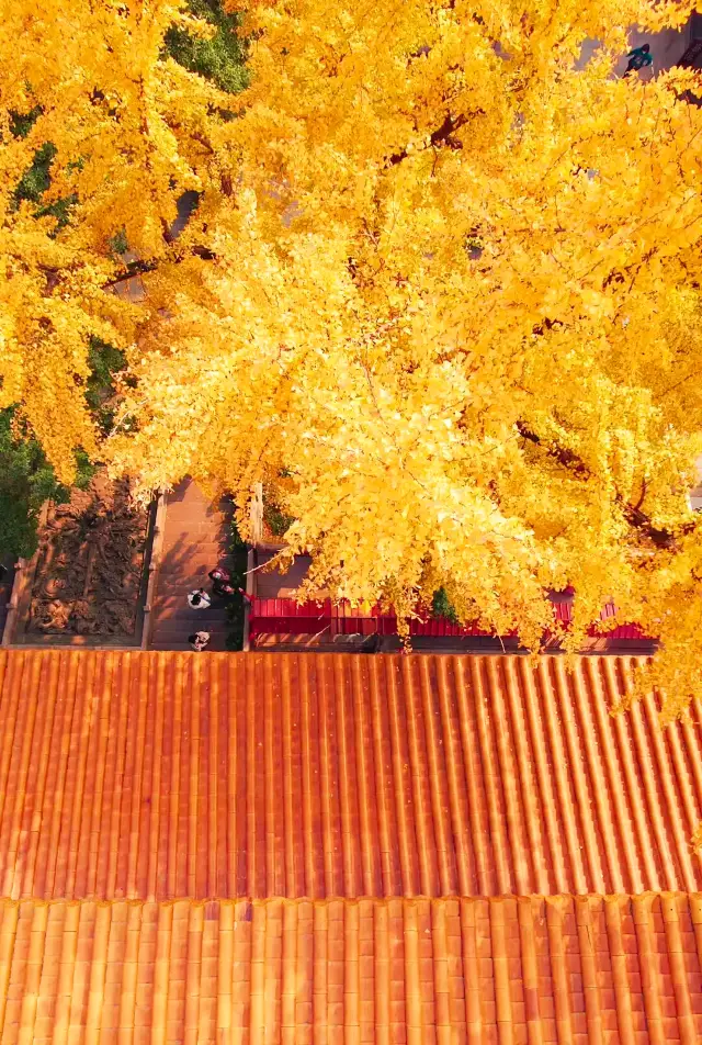 The red walls and ginkgo trees that are no less impressive than those of the Forbidden City are right here in Wuhan