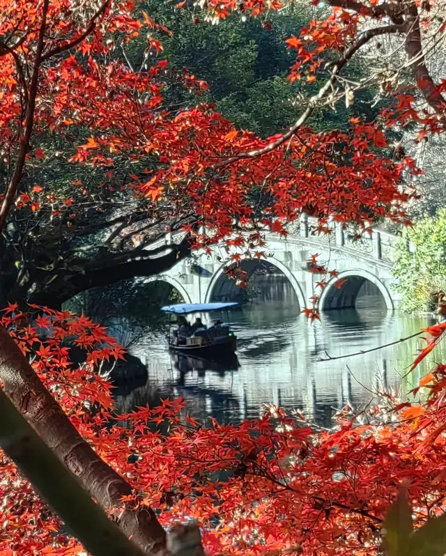 花港觀魚的紅楓，再不去看就要等明年了