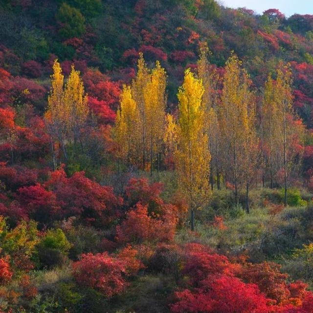 鄭州周邊遊免費賞紅葉看日落的好地方