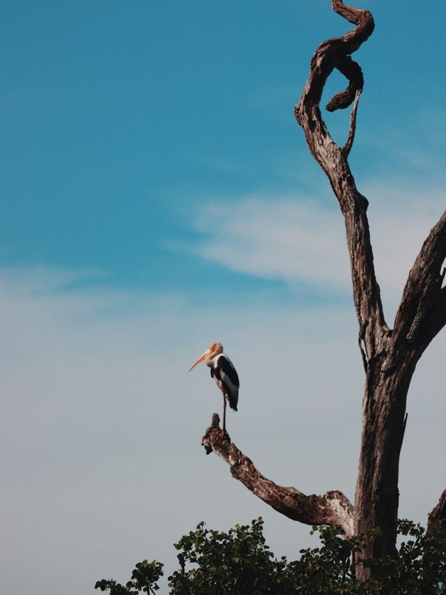 Yala National Park, Sri Lanka🇱🇰🐆