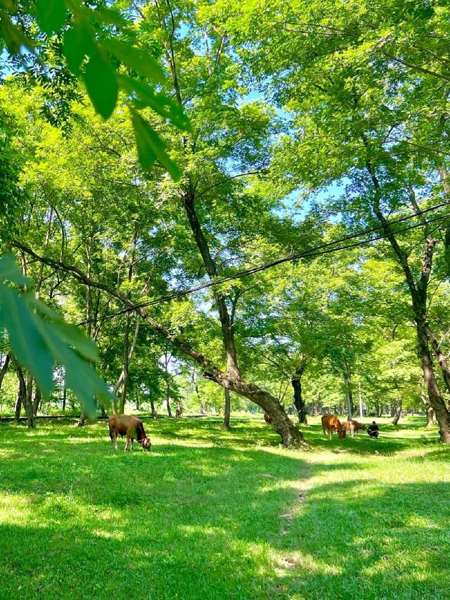 來河南“小伊犁”吧