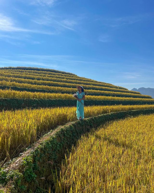 Mu Cang Chai: A Golden Tapestry Unveiled in Northern Vietnam