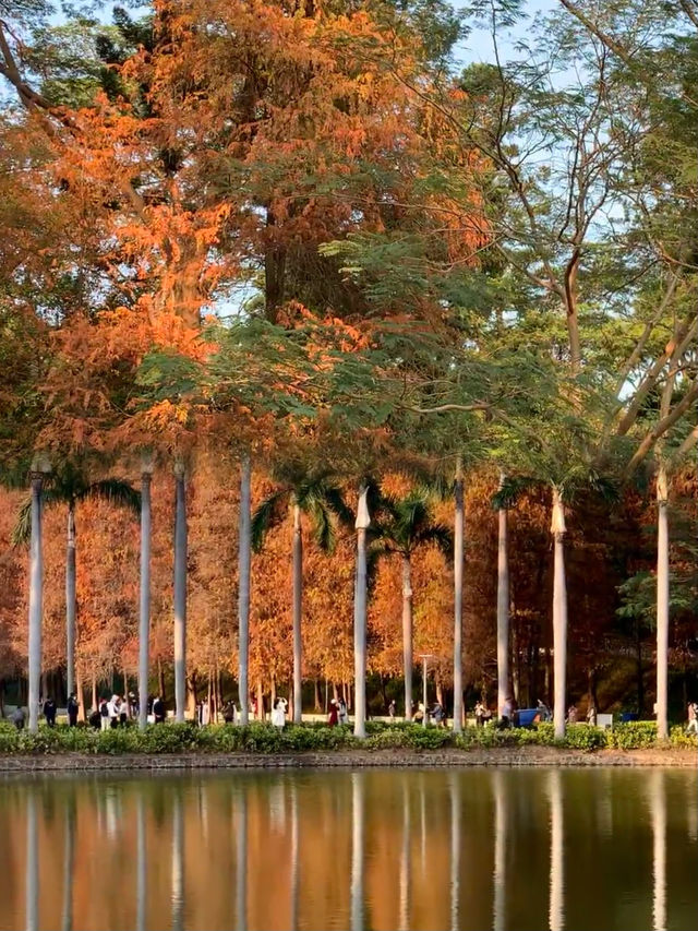 別擠植物園了天河公園的落羽杉你也會喜歡