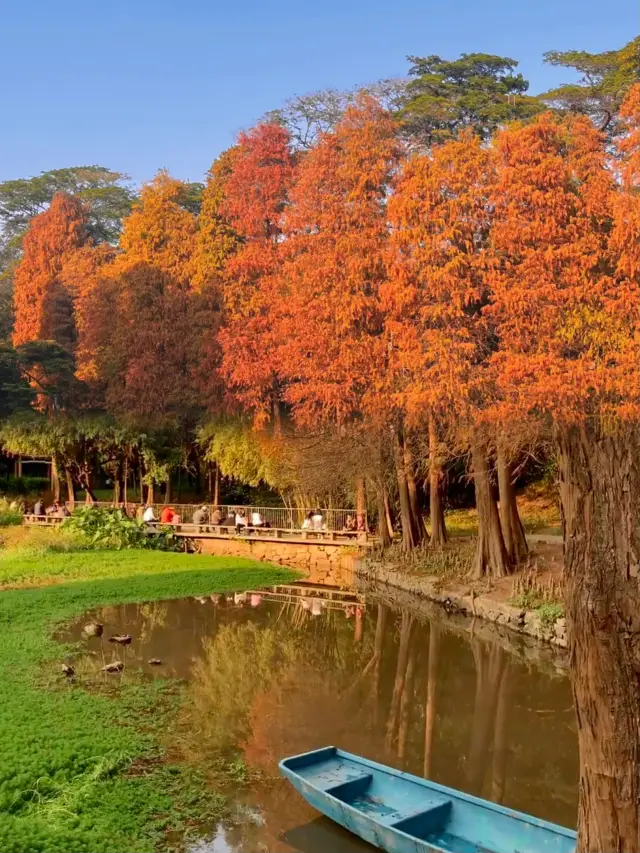 別擠植物園了天河公園的落羽杉你也會喜歡