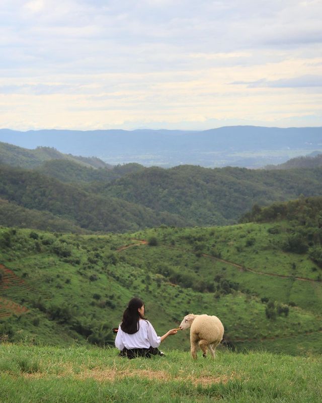 สถานที่เที่ยวที่น่าหลงใหลที่สุดในประเทศไทย! มีอากาศเย็นสบายและมีกลุ่มแกะน่ารักสุดสมบูรณ์! 💓