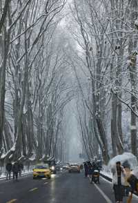 南京梧桐大道的冬季，很是浪漫