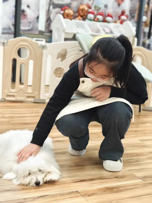 Shenyang parent-child outing, super cute cotton veil dog is here!