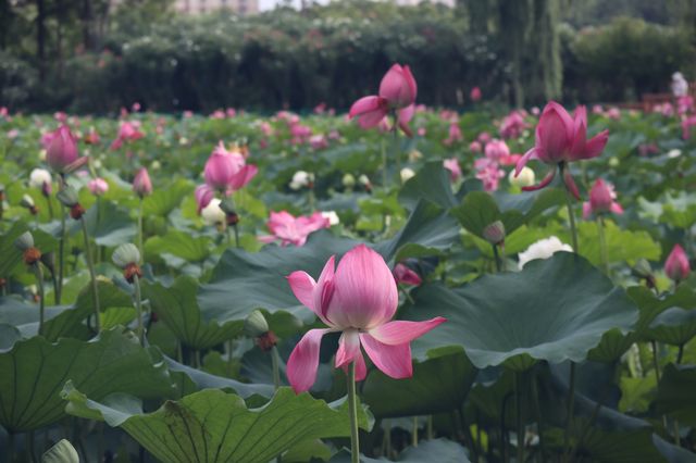 黃興公園荷花 黃興公園荷花