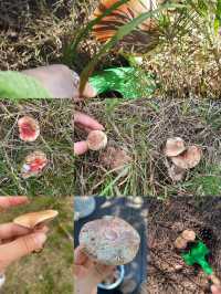 漫遊威海，在威海撿蘑菇是什麼體驗