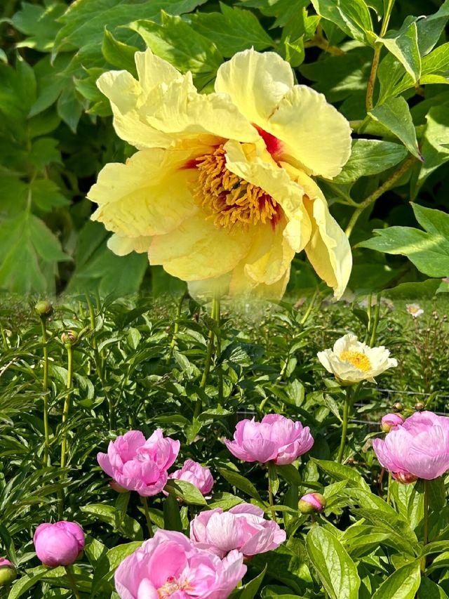 墨爾本皇家植物園