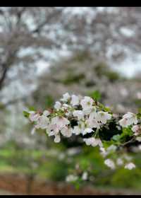 抚州櫻花園>