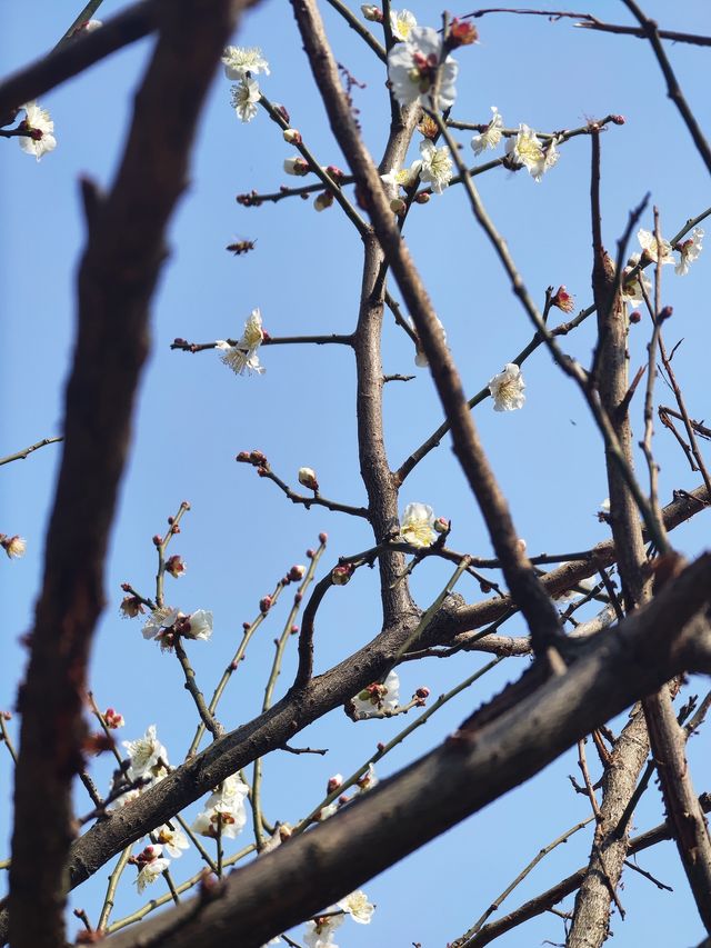 5萬株梅花樹都開啦！在杭州！升級後的超山大變樣