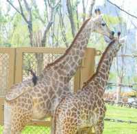 在武漢·武漢動物園新手入園攻